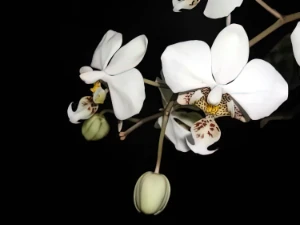 Bild von Phalaenopsis stuartiana 2